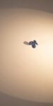 blue flower 3